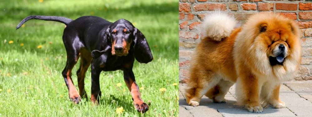Chow Chow vs Black and Tan Coonhound - Breed Comparison