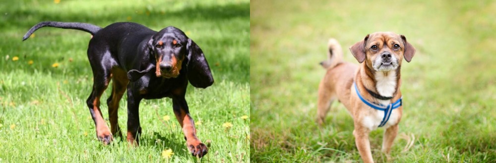 Chug vs Black and Tan Coonhound - Breed Comparison