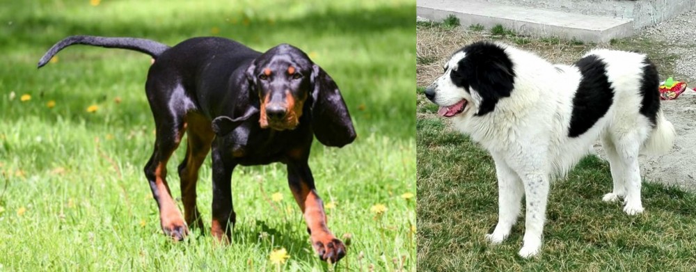 Ciobanesc de Bucovina vs Black and Tan Coonhound - Breed Comparison