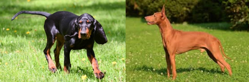 Cirneco dell'Etna vs Black and Tan Coonhound - Breed Comparison