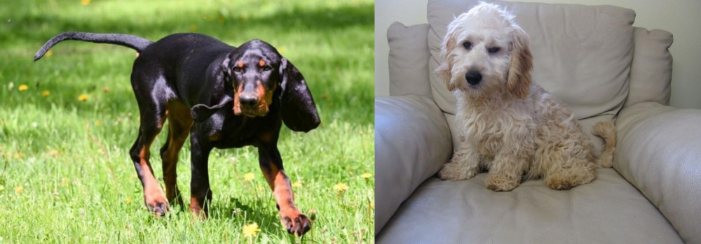 Cockachon vs Black and Tan Coonhound - Breed Comparison