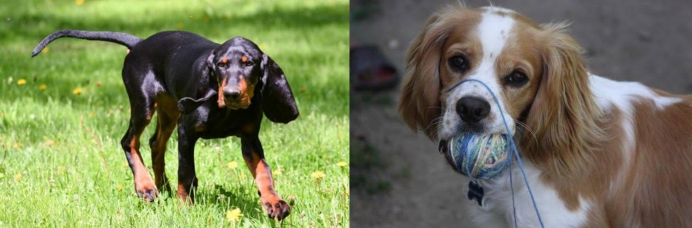 Cockalier vs Black and Tan Coonhound - Breed Comparison