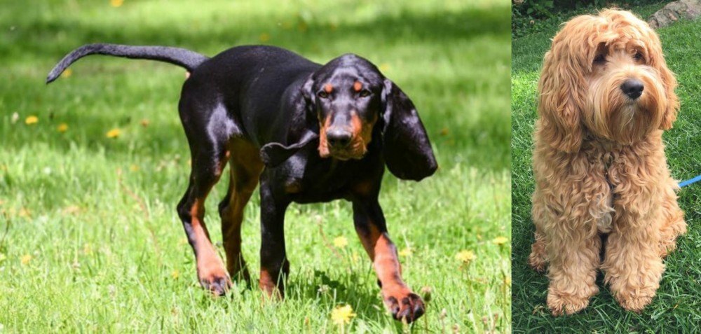 Cockapoo vs Black and Tan Coonhound - Breed Comparison
