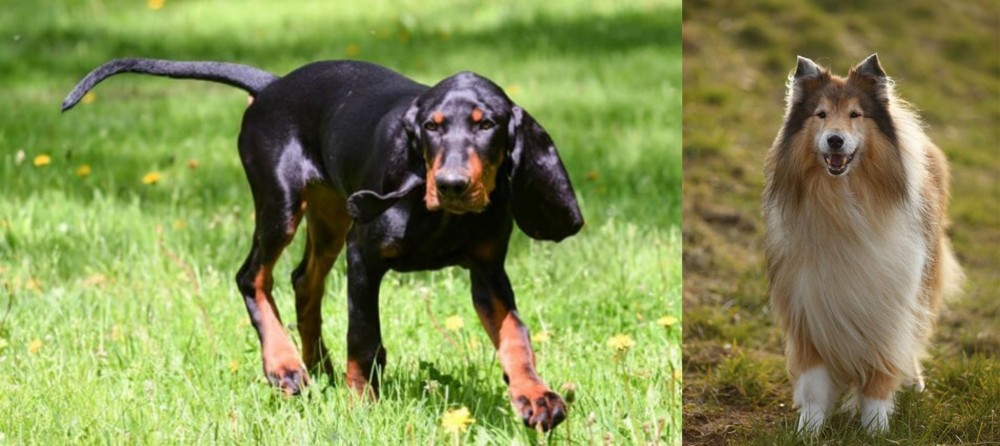 Collie vs Black and Tan Coonhound - Breed Comparison