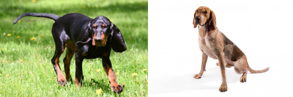 Coonhound vs Black and Tan Coonhound - Breed Comparison