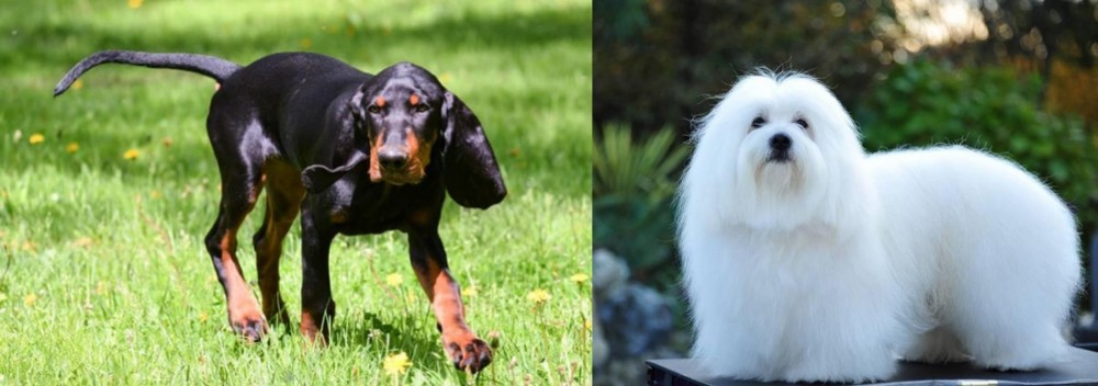 Coton De Tulear vs Black and Tan Coonhound - Breed Comparison