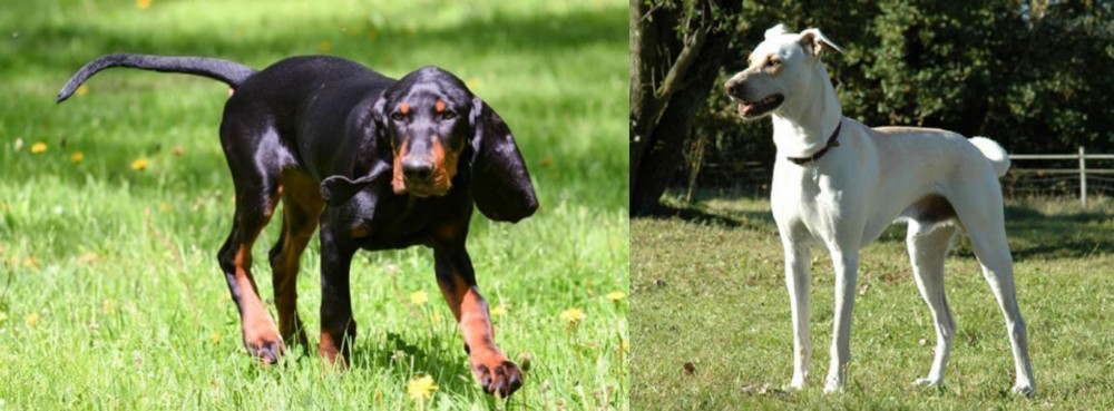 Cretan Hound vs Black and Tan Coonhound - Breed Comparison