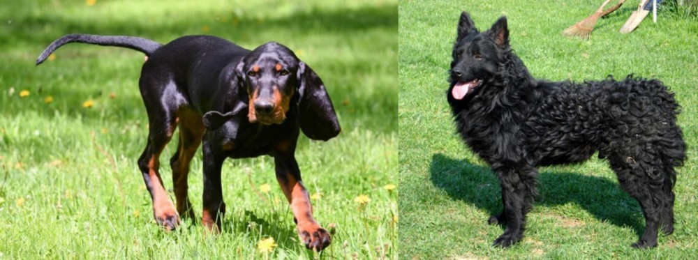 Croatian Sheepdog vs Black and Tan Coonhound - Breed Comparison
