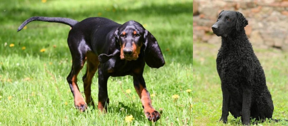Curly Coated Retriever vs Black and Tan Coonhound - Breed Comparison