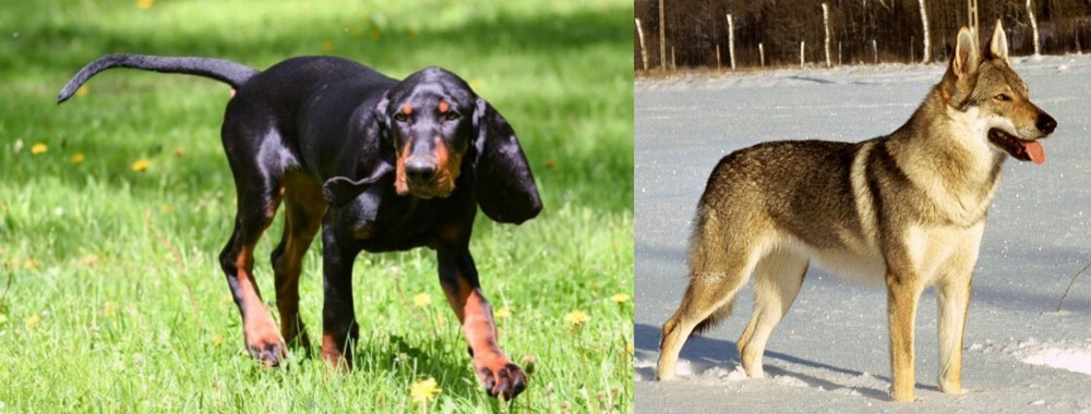 Czechoslovakian Wolfdog vs Black and Tan Coonhound - Breed Comparison