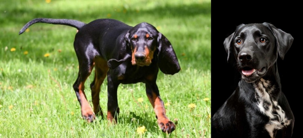 Dalmador vs Black and Tan Coonhound - Breed Comparison