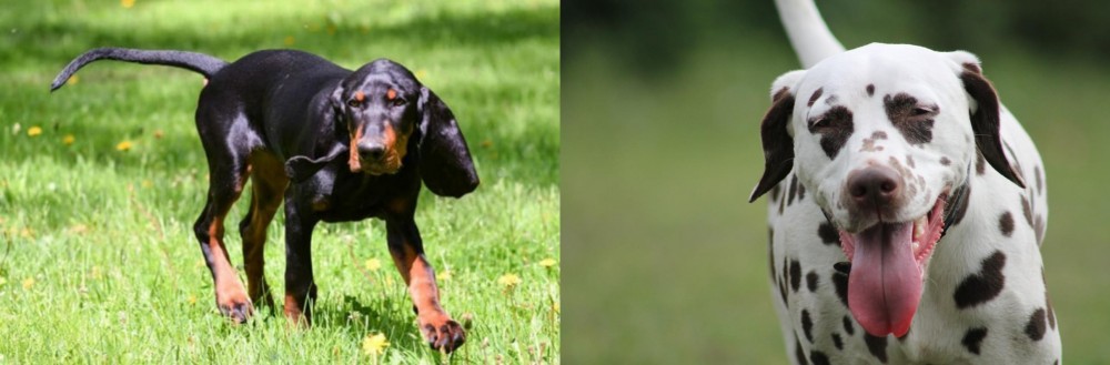 Dalmatian vs Black and Tan Coonhound - Breed Comparison