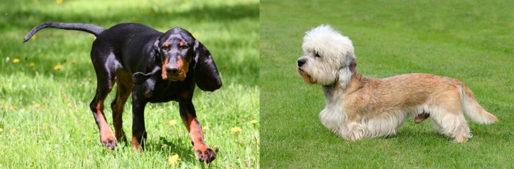 Dandie Dinmont Terrier vs Black and Tan Coonhound - Breed Comparison