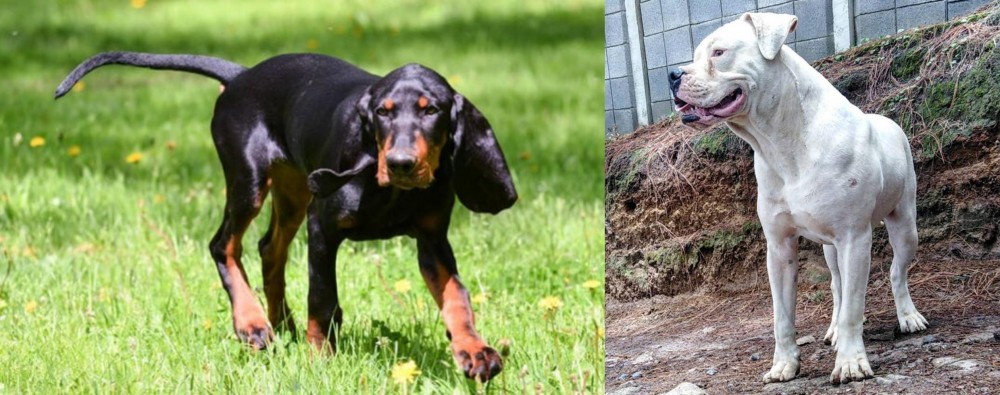 Dogo Guatemalteco vs Black and Tan Coonhound - Breed Comparison