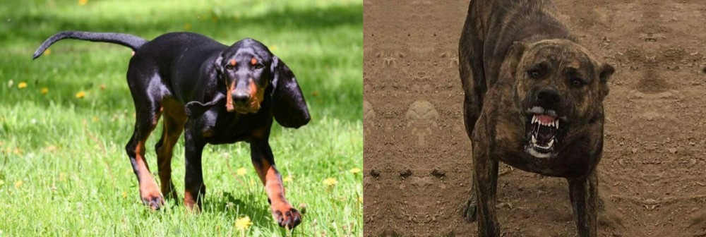 Dogo Sardesco vs Black and Tan Coonhound - Breed Comparison