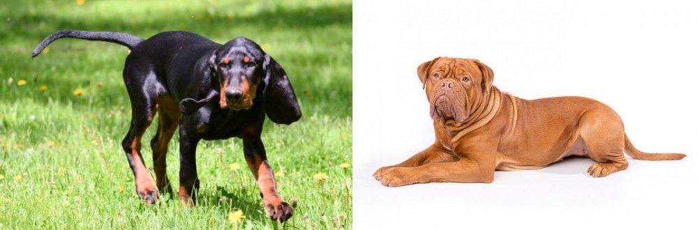Dogue De Bordeaux vs Black and Tan Coonhound - Breed Comparison