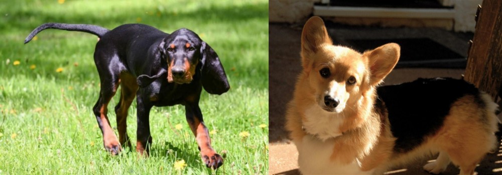 Dorgi vs Black and Tan Coonhound - Breed Comparison