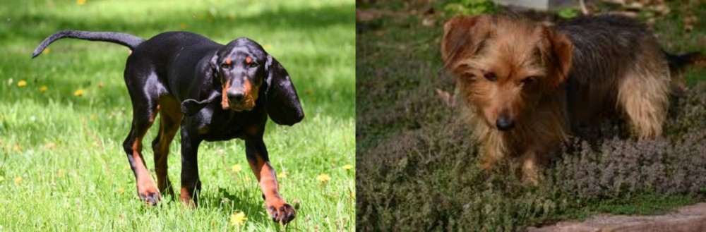 Dorkie vs Black and Tan Coonhound - Breed Comparison