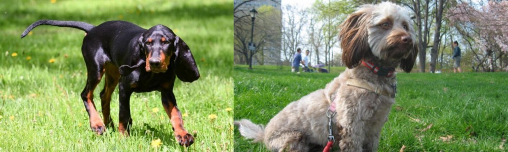 Doxiepoo vs Black and Tan Coonhound - Breed Comparison