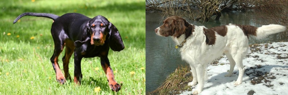 Drentse Patrijshond vs Black and Tan Coonhound - Breed Comparison