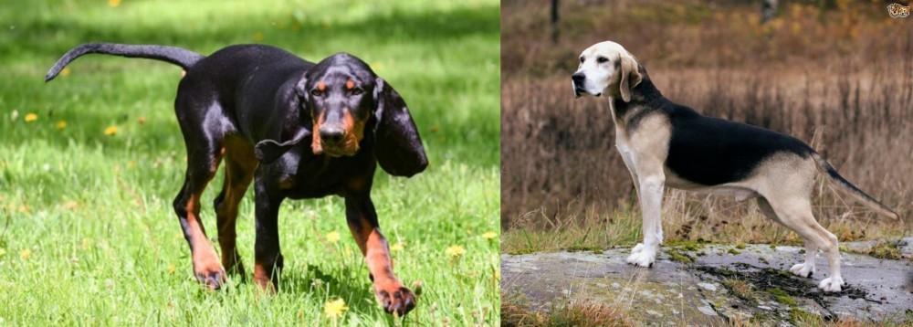 Dunker vs Black and Tan Coonhound - Breed Comparison