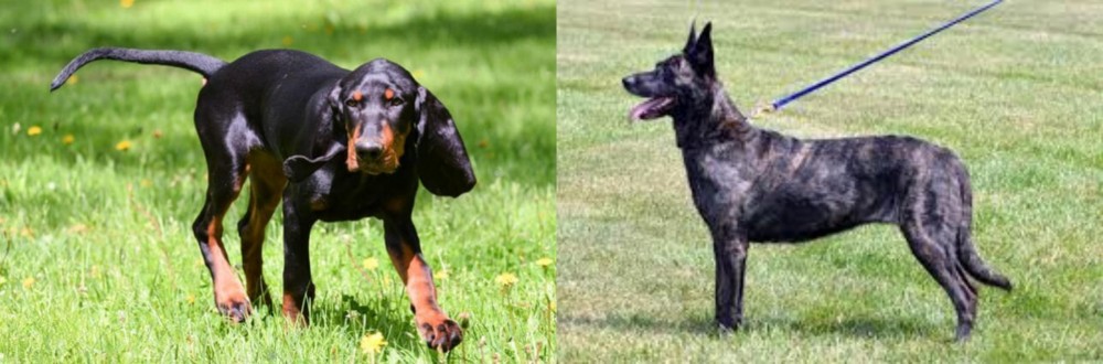 Dutch Shepherd vs Black and Tan Coonhound - Breed Comparison
