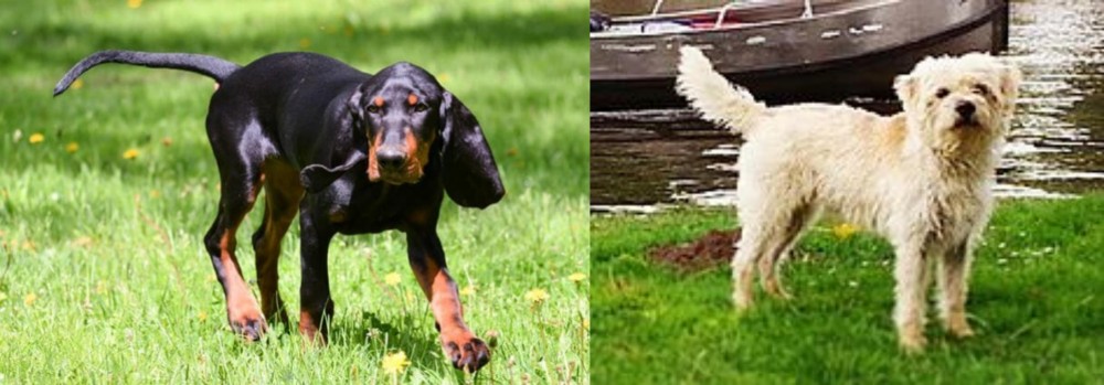 Dutch Smoushond vs Black and Tan Coonhound - Breed Comparison
