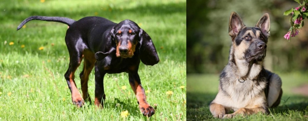 East European Shepherd vs Black and Tan Coonhound - Breed Comparison