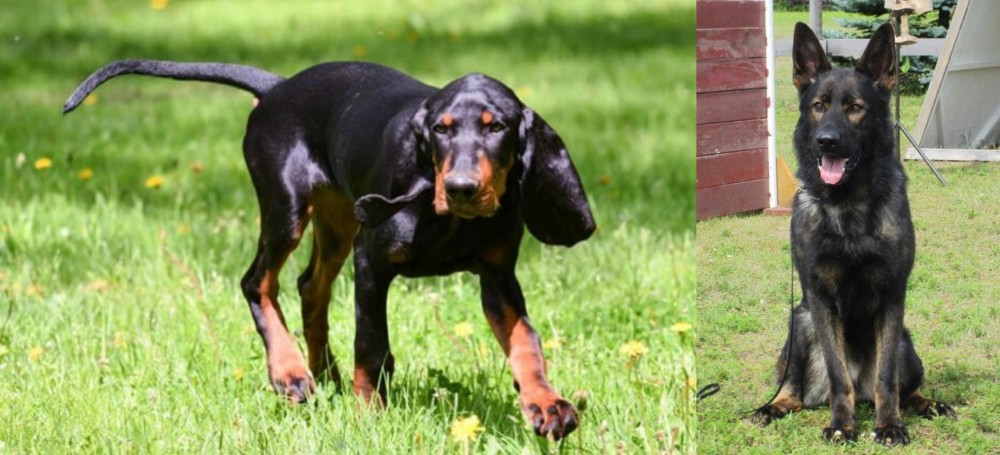 East German Shepherd vs Black and Tan Coonhound - Breed Comparison