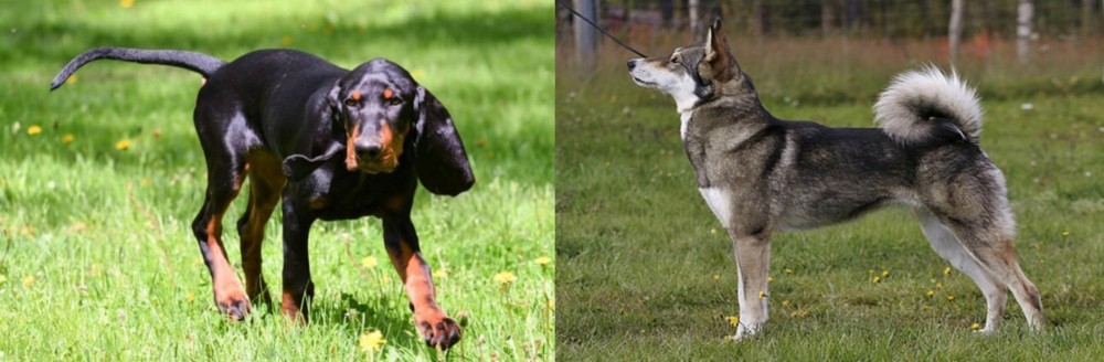 East Siberian Laika vs Black and Tan Coonhound - Breed Comparison