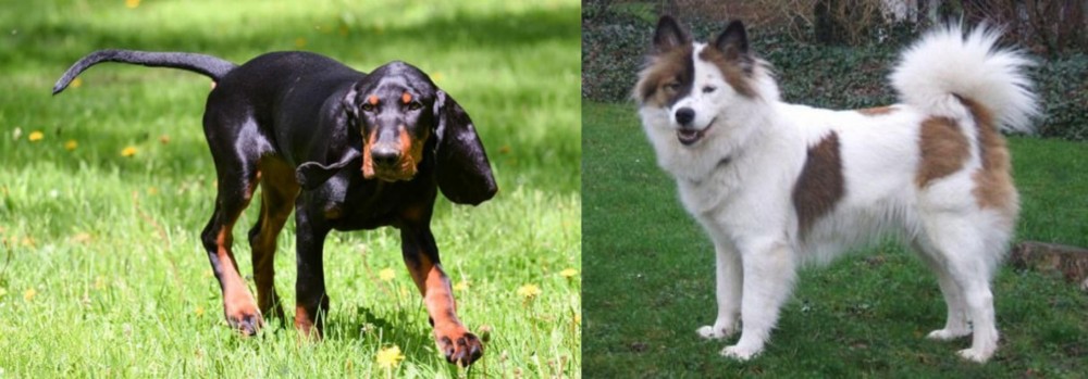Elo vs Black and Tan Coonhound - Breed Comparison