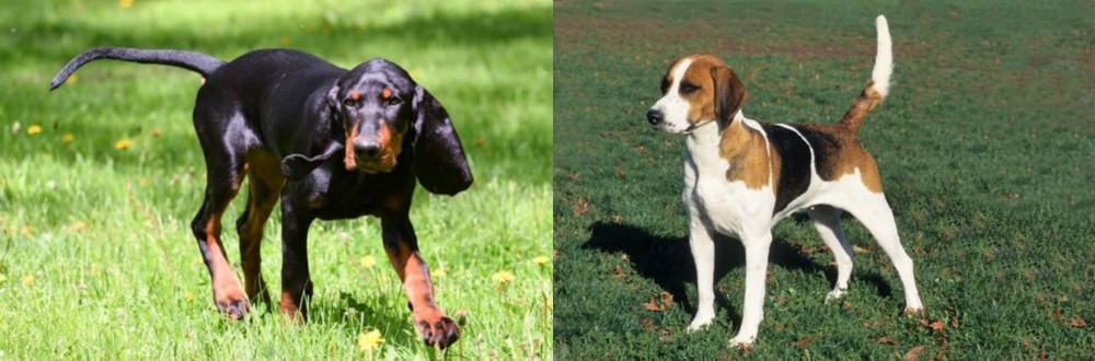 English Foxhound vs Black and Tan Coonhound - Breed Comparison