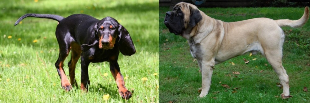 English Mastiff vs Black and Tan Coonhound - Breed Comparison