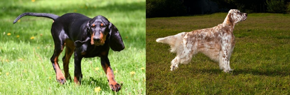 English Setter vs Black and Tan Coonhound - Breed Comparison
