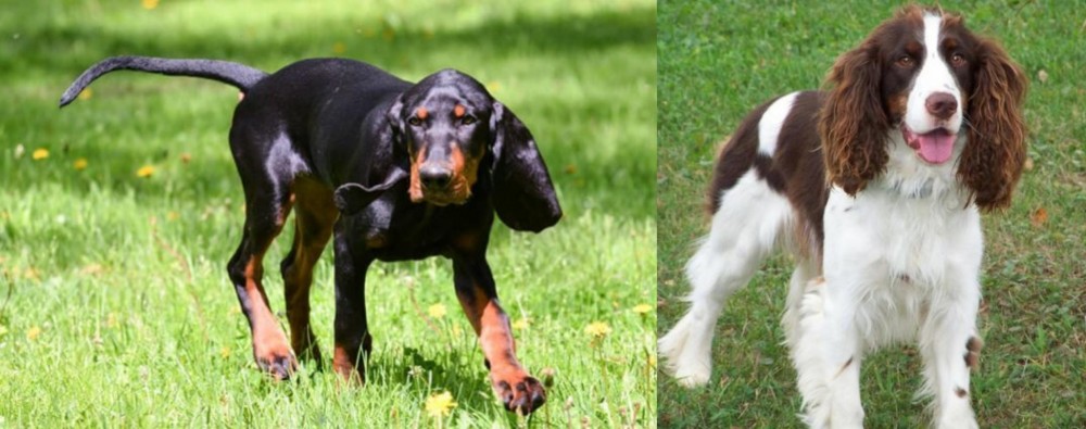 English Springer Spaniel vs Black and Tan Coonhound - Breed Comparison