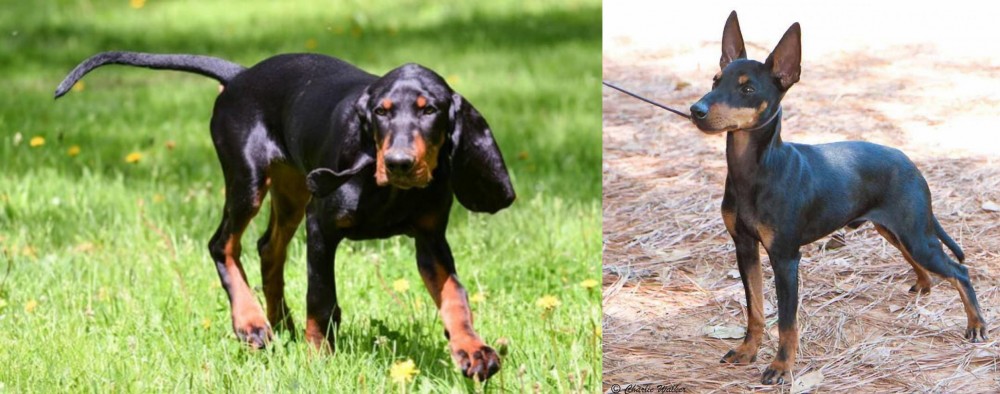 English Toy Terrier (Black & Tan) vs Black and Tan Coonhound - Breed Comparison