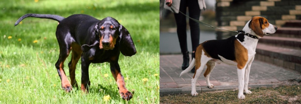 Estonian Hound vs Black and Tan Coonhound - Breed Comparison