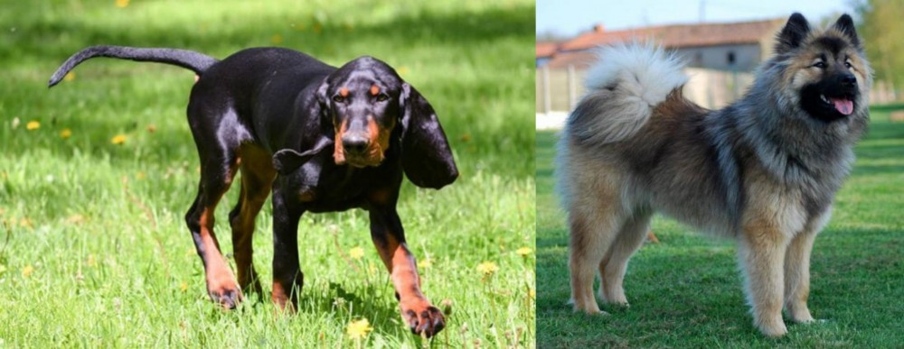 Eurasier vs Black and Tan Coonhound - Breed Comparison
