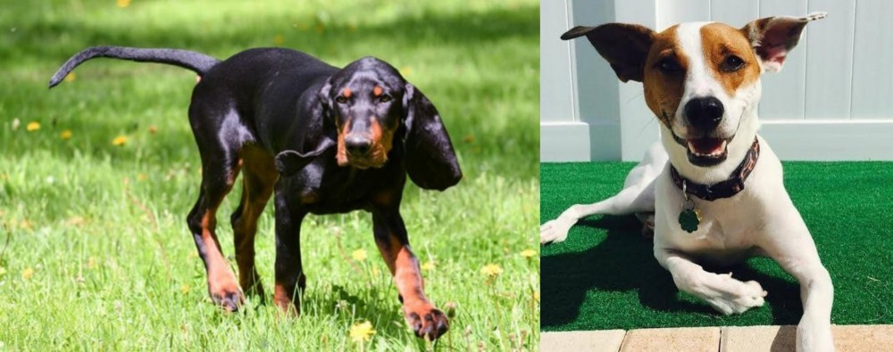Feist vs Black and Tan Coonhound - Breed Comparison