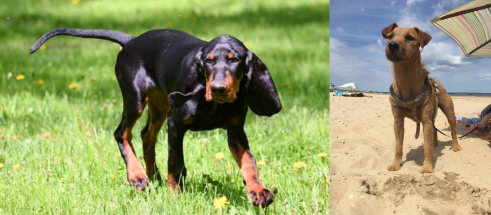 Fell Terrier vs Black and Tan Coonhound - Breed Comparison