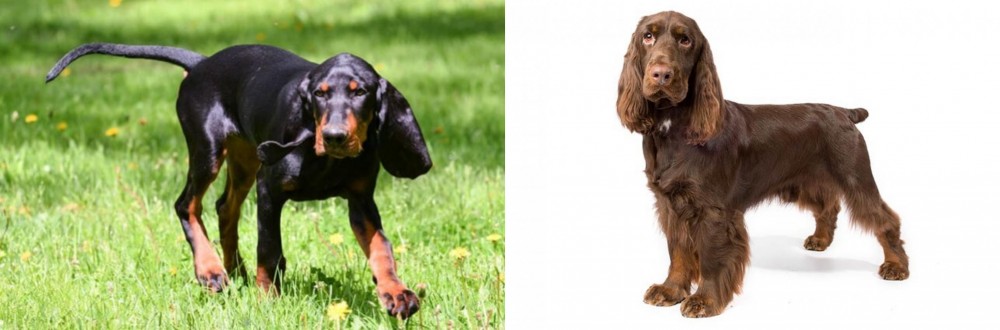 Field Spaniel vs Black and Tan Coonhound - Breed Comparison
