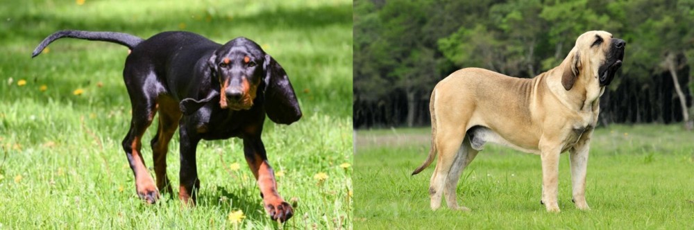 Fila Brasileiro vs Black and Tan Coonhound - Breed Comparison