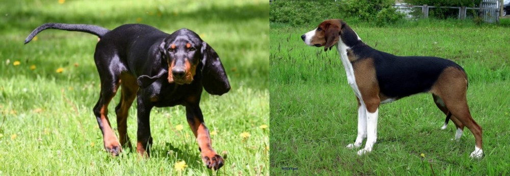 Finnish Hound vs Black and Tan Coonhound - Breed Comparison