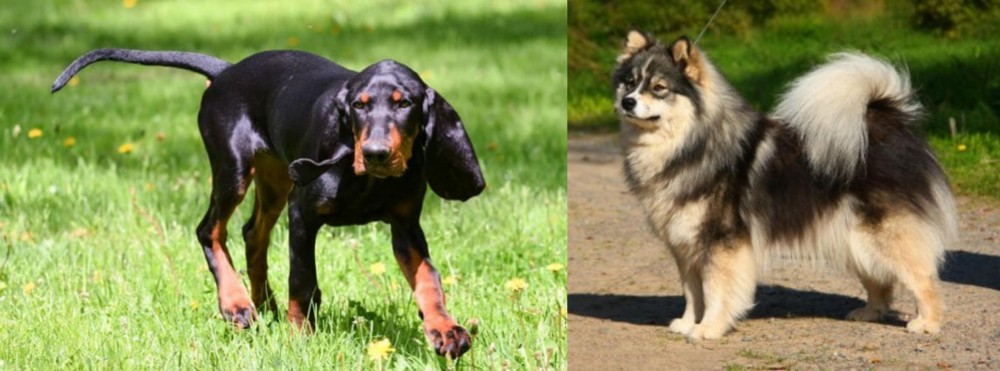 Finnish Lapphund vs Black and Tan Coonhound - Breed Comparison
