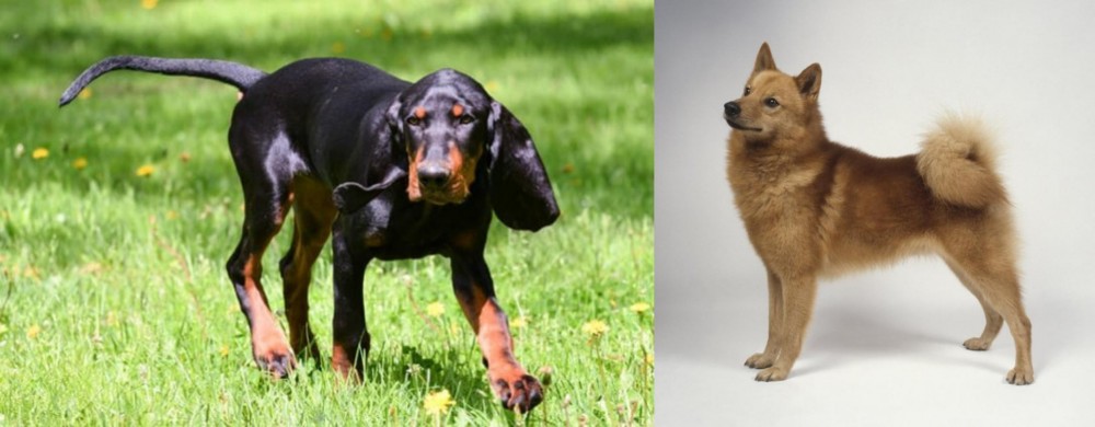 Finnish Spitz vs Black and Tan Coonhound - Breed Comparison