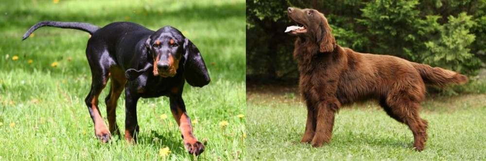 Flat-Coated Retriever vs Black and Tan Coonhound - Breed Comparison