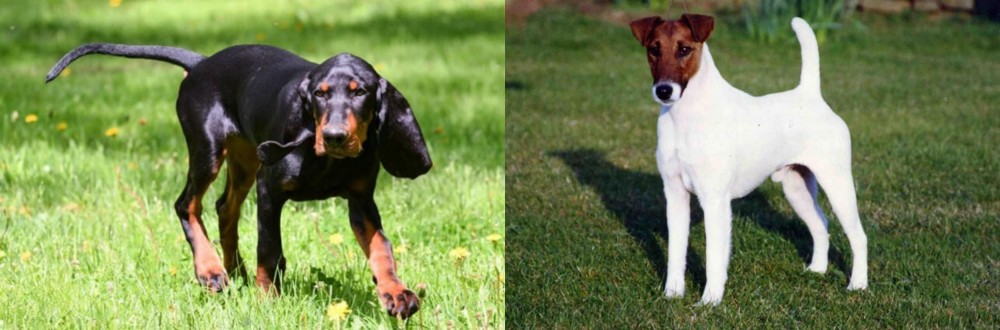Fox Terrier (Smooth) vs Black and Tan Coonhound - Breed Comparison