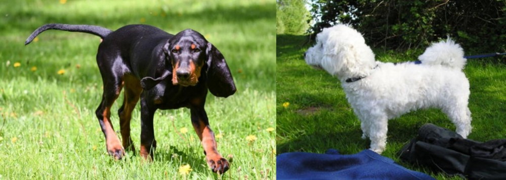 Franzuskaya Bolonka vs Black and Tan Coonhound - Breed Comparison