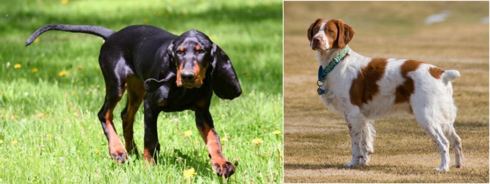French Brittany vs Black and Tan Coonhound - Breed Comparison