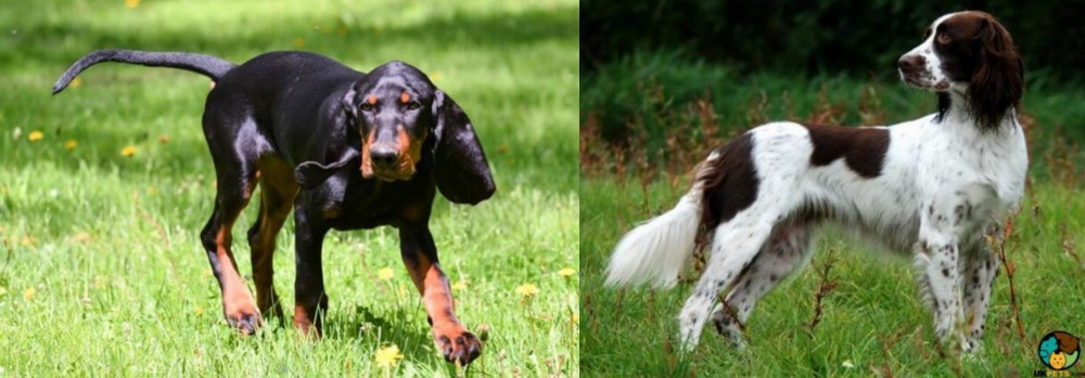 French Spaniel vs Black and Tan Coonhound - Breed Comparison